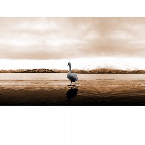 SG3681 standing swan water