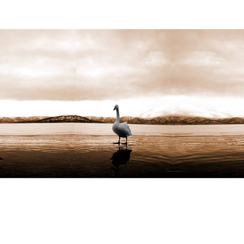 SG3681 standing swan water
