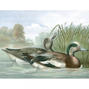 SG3740 duck bird illustration
