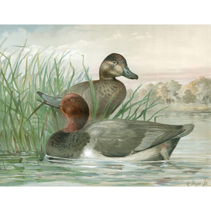 SG3741 duck bird illustration