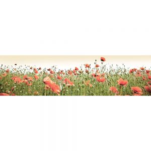 SG3817 field poppy poppies meadow