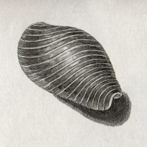 SG3915 sea shell etching